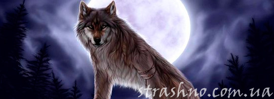 страшная история про волка оборотня