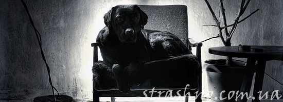 черный лабрадор