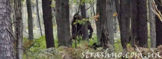 мистический случай в лесу