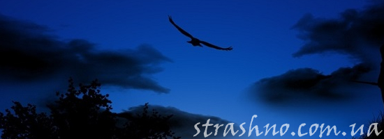 ночная птица