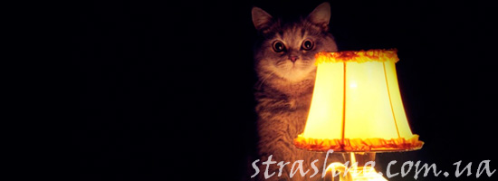 история про кота, который вел себя странно