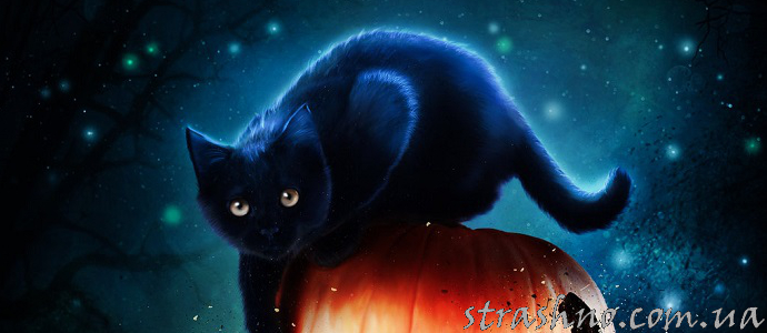 чёрная кошка тыква