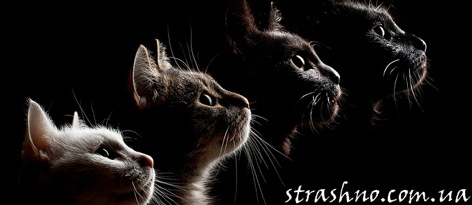 Наши домашние питомцы