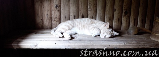 Кот в бане