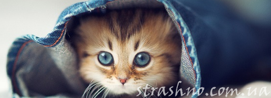 кот в штанине