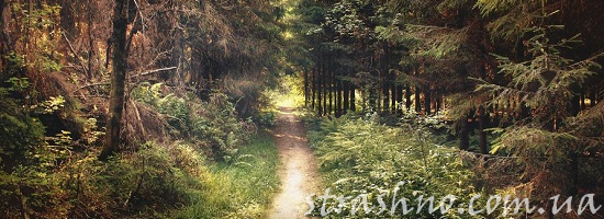 Поиски с металлоискателем