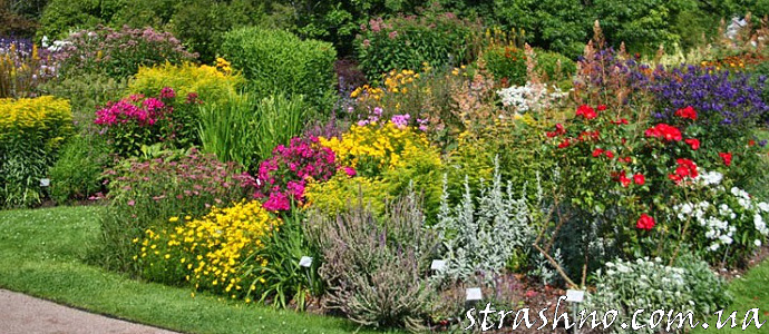 Как учителя клумбу озеленяли