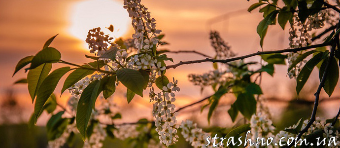 Сила цветущей черёмухи