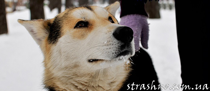 Прощание любимой собаки