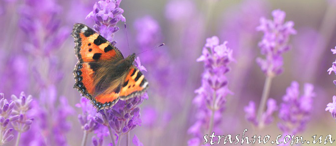 Сказка о стране Лавандии