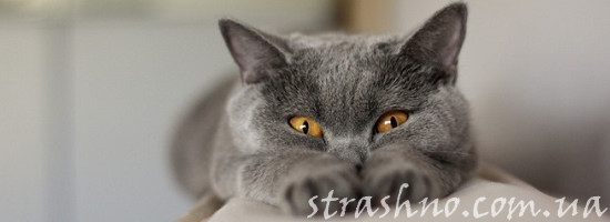 Компания для домового