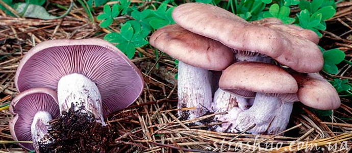 история о ведьминых кольцах в лесу