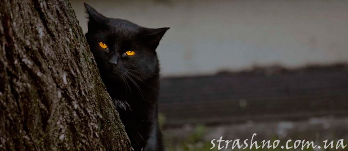 история о  кошке