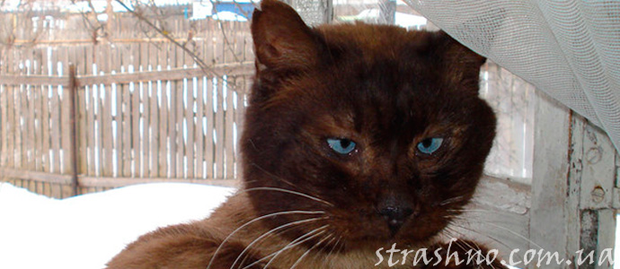 мистика с кошкой