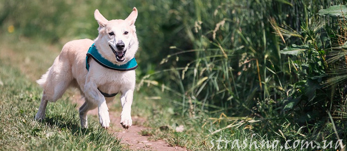 история о собаке, спасшем хозяйку