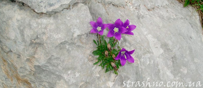 рассказ о цветке