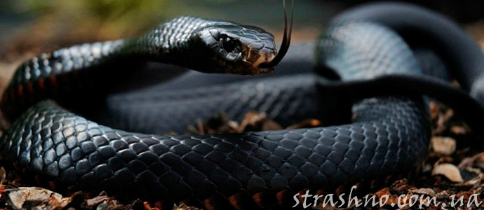 мистическая история о черном змее