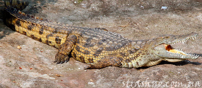 страшная история о крокодилах