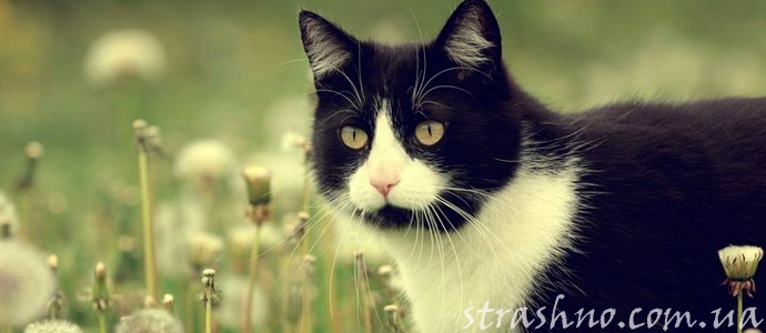 мистическая история про черного кота