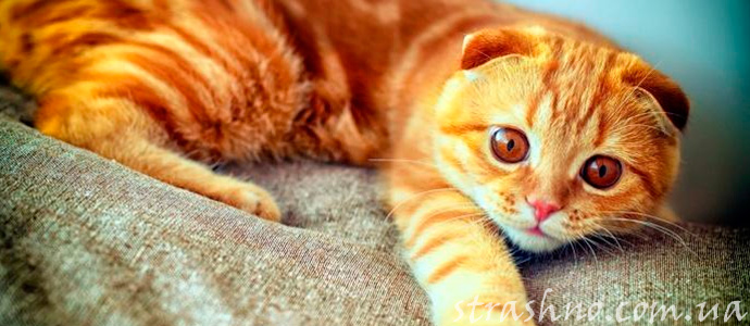 мистика с котом