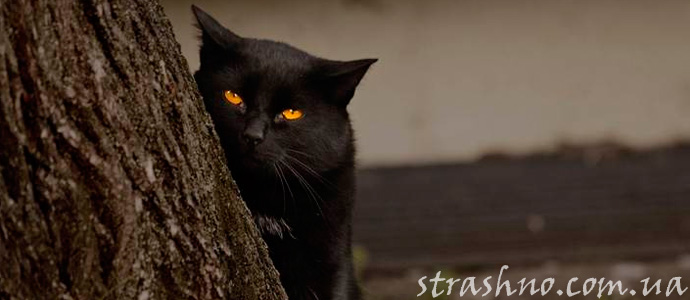 мистическая история о черном коте