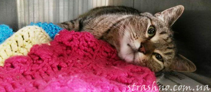 странное исчезновение кошки из дома