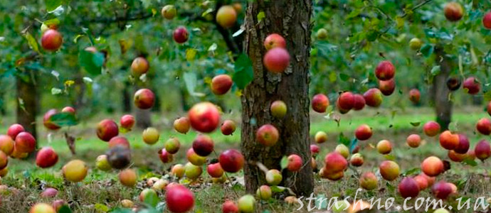 странный дождь из яблок