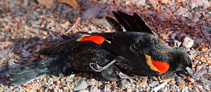 дождь из мертвых птиц