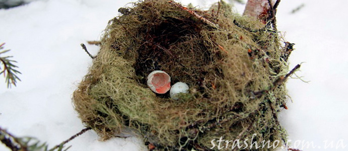 мистика с разоренным гнездом