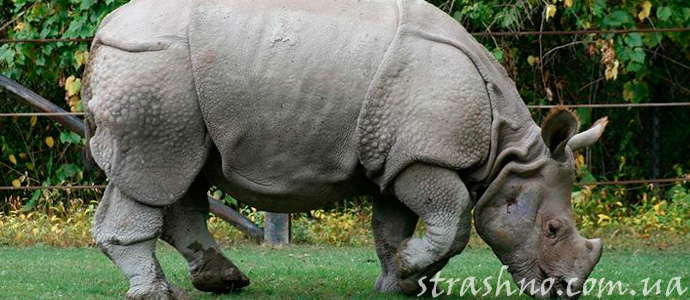 фантастический рассказ про носорога