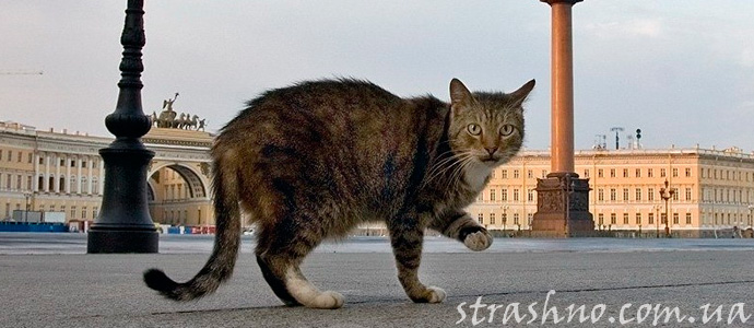 пропавший кот вернулся с того света