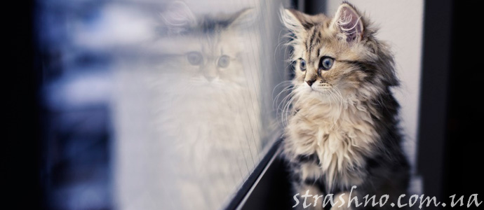 история о котенке и домовом