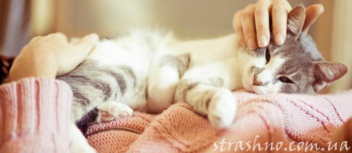 мистическая история о кошке лекаре