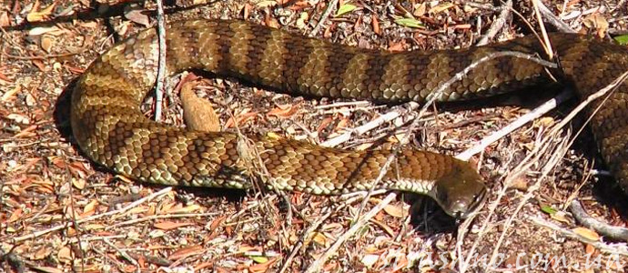 мистическая история о змеее