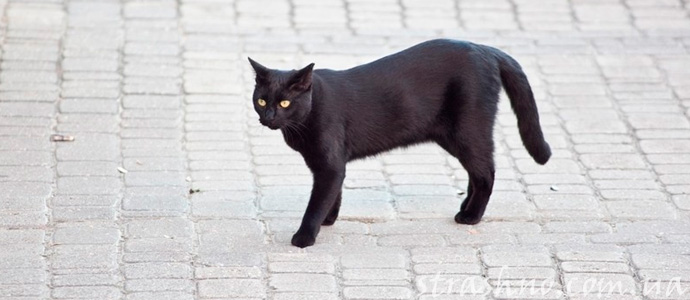 жертва черной кошки