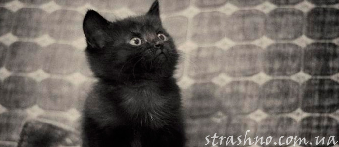 привидение в виде котенка