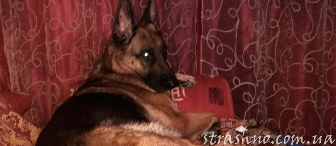 история о собаке и домовом