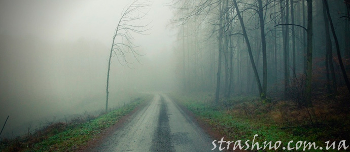 приключение на лесной дороге