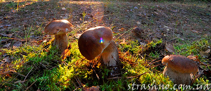 история о походе за грибами