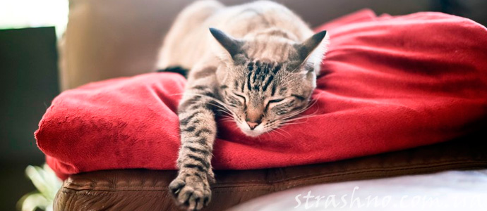 история о преданности кошки