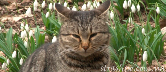 история про кота спасителя