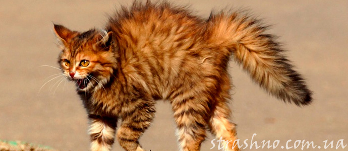 история о привидении кота