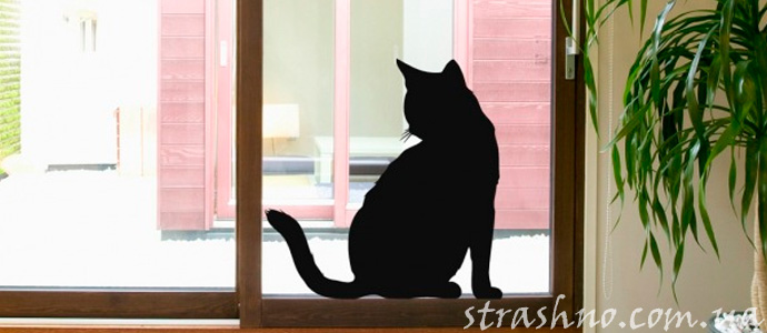 кошмар про черного кота