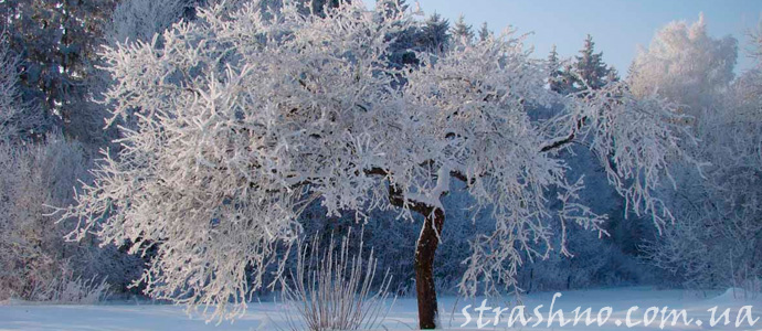мистическое происшествие в зимнем саду
