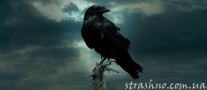 мистическая история о черном вороне