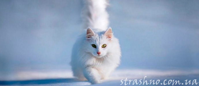 мистическая история о помощи умершей кошки