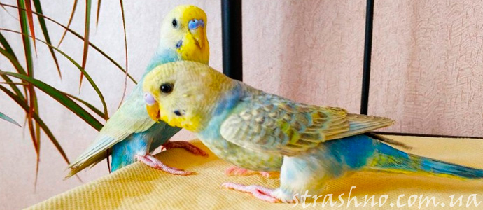 мистическая история о домашних попугаях