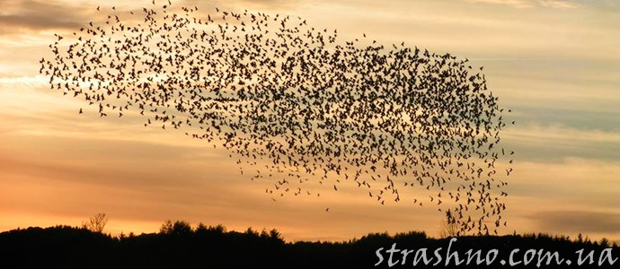 странная гибель птиц, падающих с неба