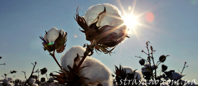 мистические истории произошедшие во время сбора хлопка