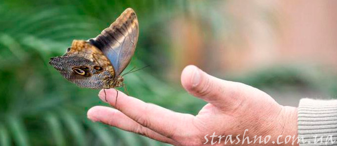 мистический знак от ангела-хранителя
